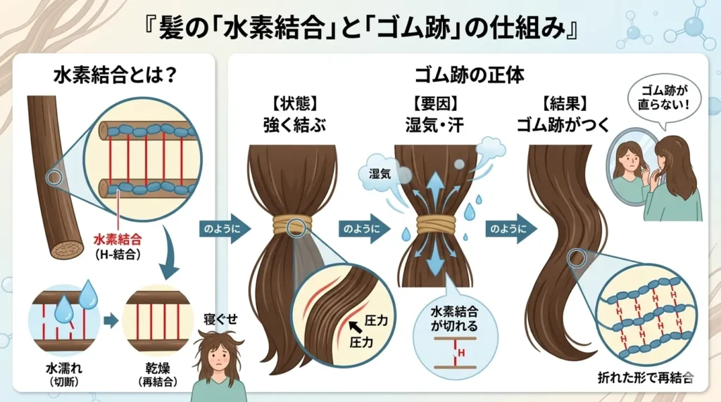 水素結合と寝ぐせの仕組み